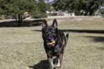 Multi Pet Nobbly Wobbly Dog Rubber Ball-Medium, for Small breeds - Image 2